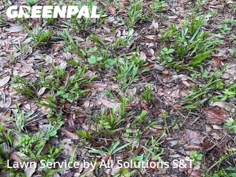 Lawn Cut nearby Winter Haven, FL, 