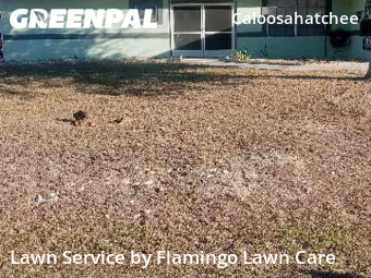 Landscaping Cleanup In Cape Coral,33904,Landscaping Renovation by Flamingo Lawn Care, work completed in Jan , 2026