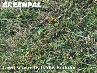 Yard Cutting nearby Lee's Summit, MO, 