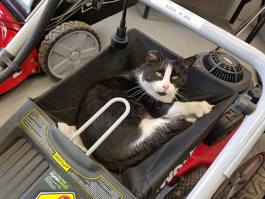 Bob's Small Engine Repair Photo 11