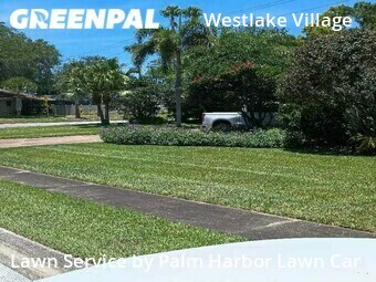 Lawn Cut nearby Palm Harbor, FL, 