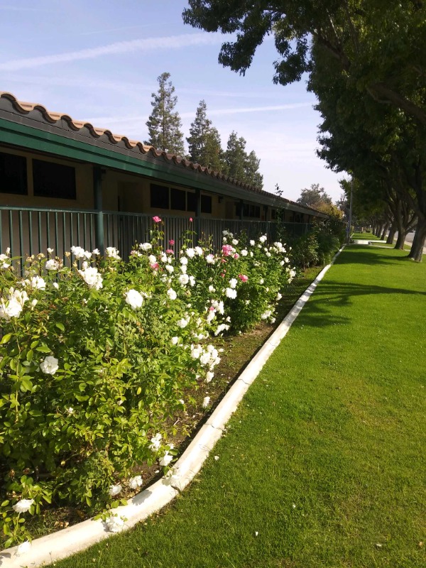 Cut N Edge Landscape Lawn Care Services in Bakersfield, CA