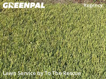 Grass Cut nearby Jacksonville, FL, 