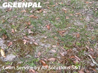 Lawn Mow nearby Winter Haven, FL, 