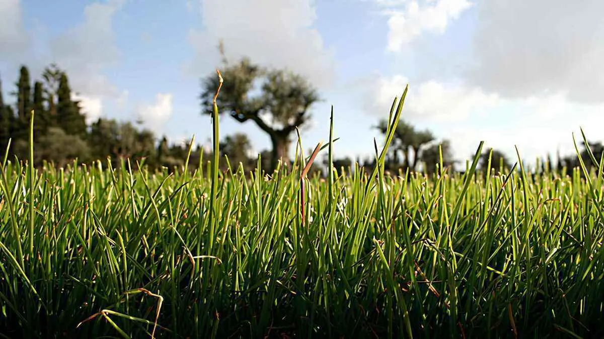 Need a one-time lawn mowing? Get ready to pay more and wait. (Here's The Research) By Greenpal