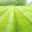 affordable-grass-cutting-businesses-in-Muncie-IN