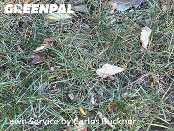 Lawn Cutting nearby Independence, MO, 