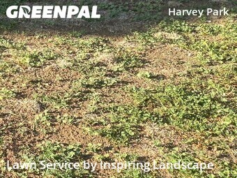 Lawn Cutin Denver,80236,Lawn Mowing by Inspiring Landscape, work completed in Jun , 2026