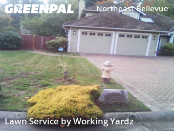 Lawn Work in Bellevue, 98008, Yard Cutting by Working Yardz, work completed in Nov , 2025