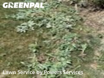 Lawn Cuttingin Thornton,80241,Yard Cutting by Powers Services, work completed in Jun , 2026