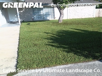 Grass Cut nearby Tampa, FL, 