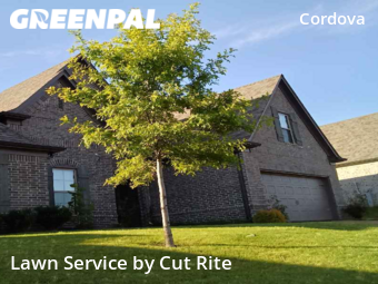 Grass Cut nearby Shelby County, AR, 