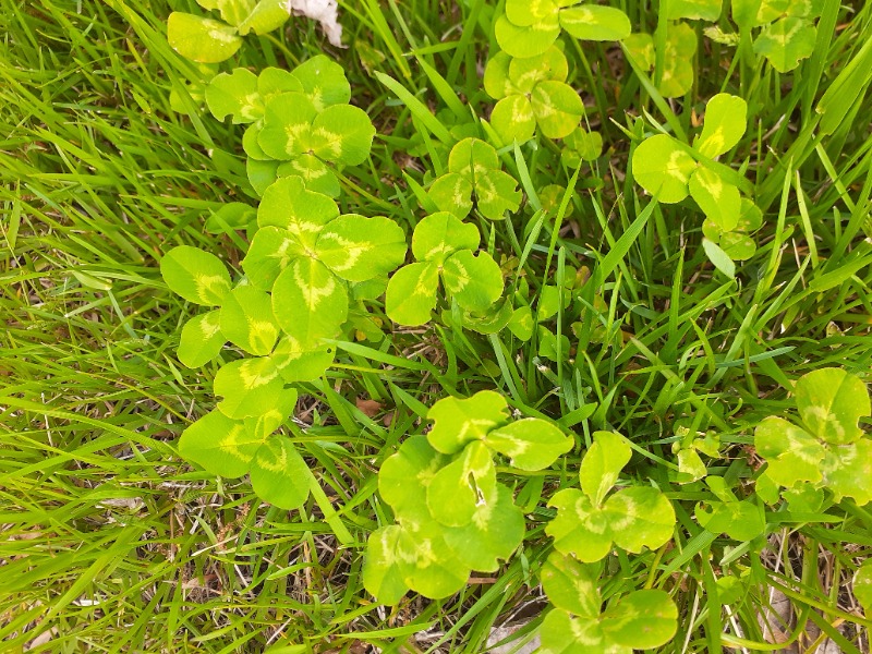 Green For Green Lawn Care Services in Essex, MD