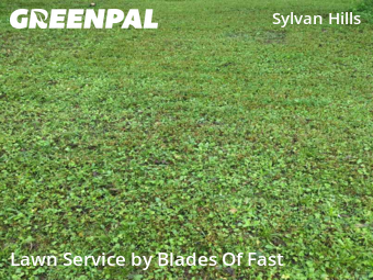 Grass Cut nearby Atlanta, GA, 