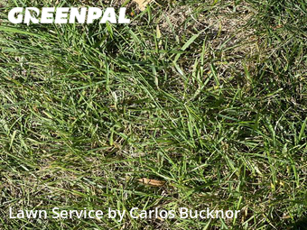 Lawn Service nearby Independence, MO, 