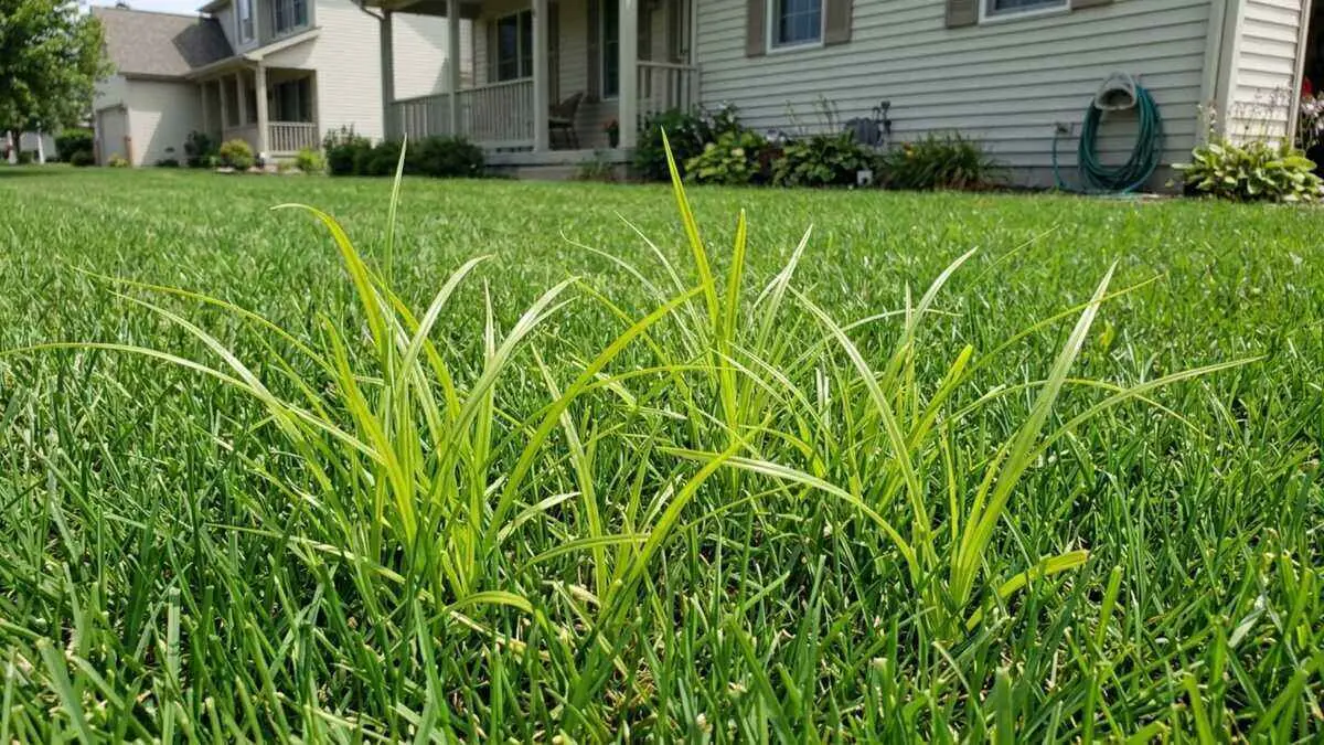 How to Get Rid of Nutsedge By Greenpal