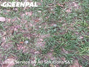 Lawn Mowing nearby Poinciana, FL, 