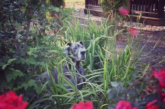 How to Keep Your Pets Safe During Yard Work?